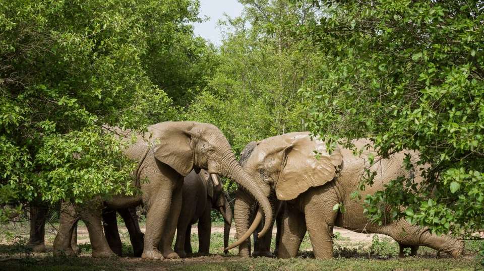 7 days Ghana Safari Tour - Tripafrica Tours - Ghana - Image 1