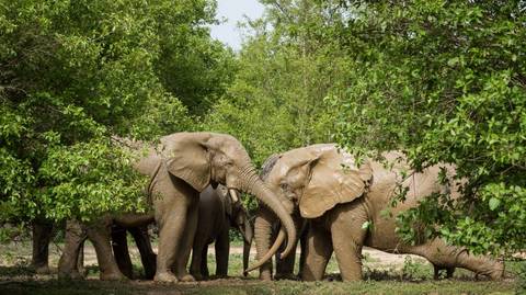 Wildlife Tour: 7 Days Ghana Safari Tour