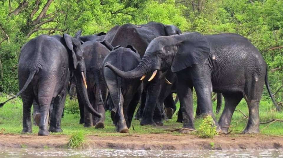 7 days Ghana Safari Tour - Tripafrica Tours - Ghana - Image 4