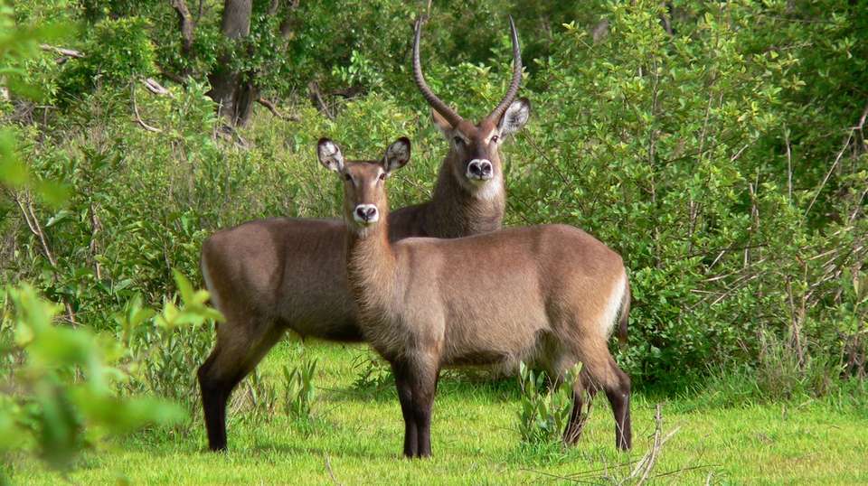 7 days Ghana Safari Tour - Tripafrica Tours - Ghana - Image 6
