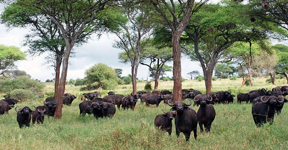 7N/8D Safari Bush to Zanzibar Beach Combo - Across Africa Nature - Tanzania - Image 3