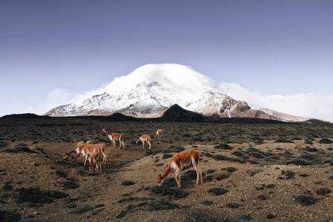 8-day Ecuadorian Andes & Coastal Escape: Cotopaxi, Quilotoa, Baños, Chimborazo, Ingapirca & Guayaquil, Private Tour, French-speaking Guide - March 2027