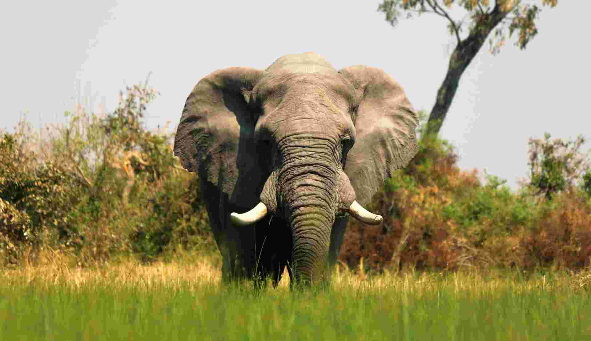 8-day Okavango Delta Chobe Express Accommodated