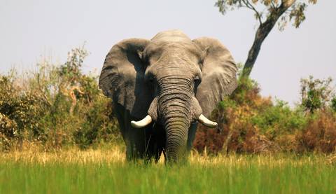8-day Okavango Delta Chobe Express Accommodated - December 2026