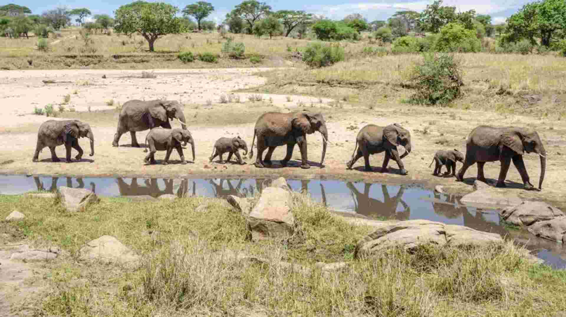 8-Day Tanzania Safari