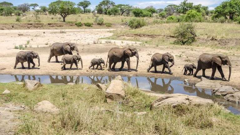 8-Day Tanzania Safari - 8 days