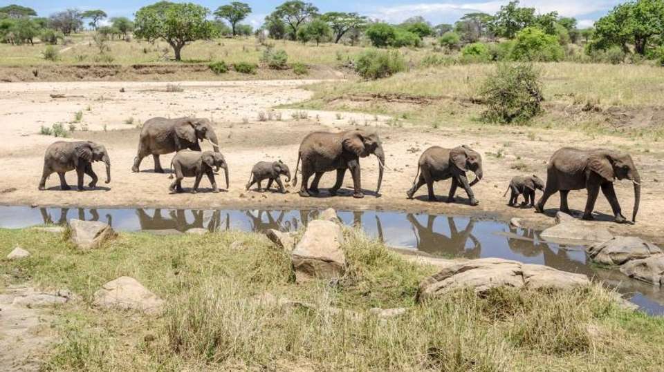 8-Day Tanzania Safari - Dahlia Africa - Tanzania - Image 1