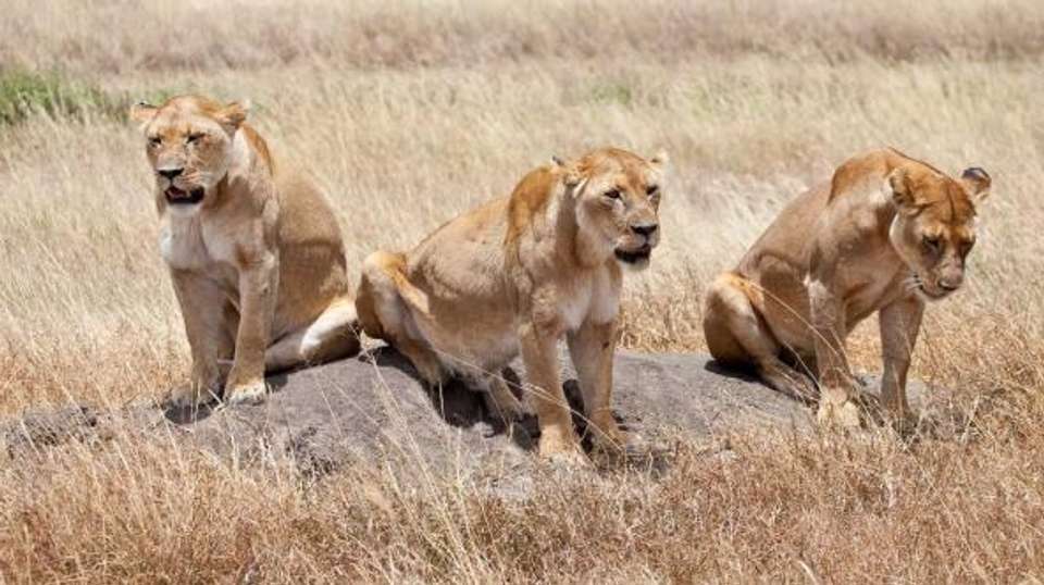 8-Day Tanzania Safari - Dahlia Africa - Tanzania - Image 3