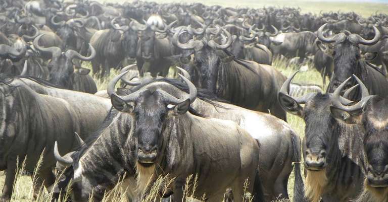 8 Days Deluxe Lodge Safaris: A Tanzania Northern Circuit trip - alternative tour available