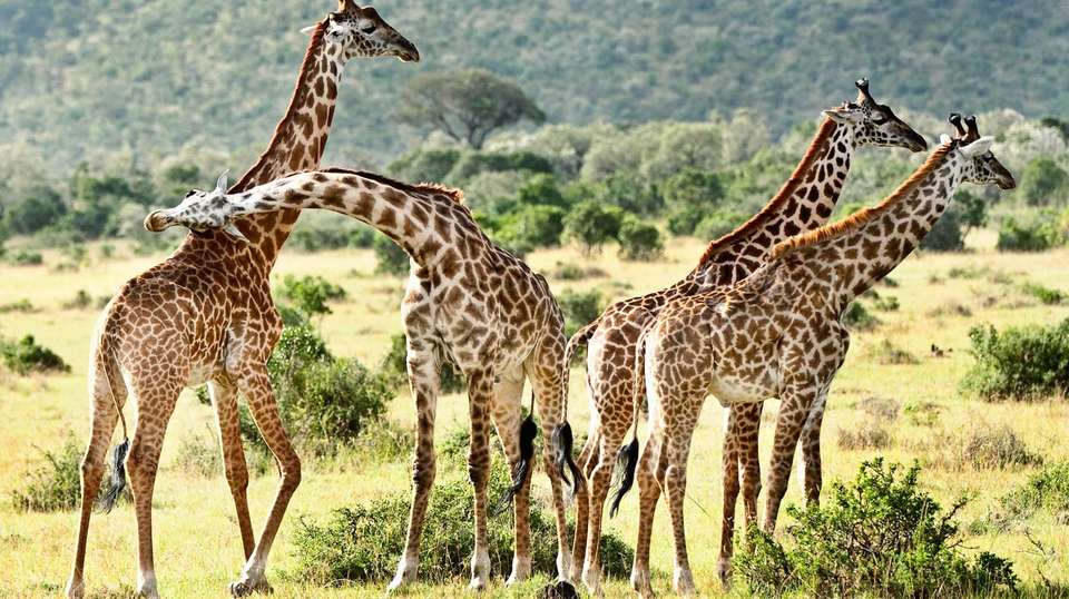 8-Day Discover Kenya Safari   - Gracepatt Ecotours Kenya - Kenya - Image 2