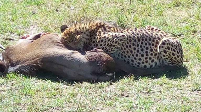 8 Days Kenya and Tanzania Classic Safari - 8 days