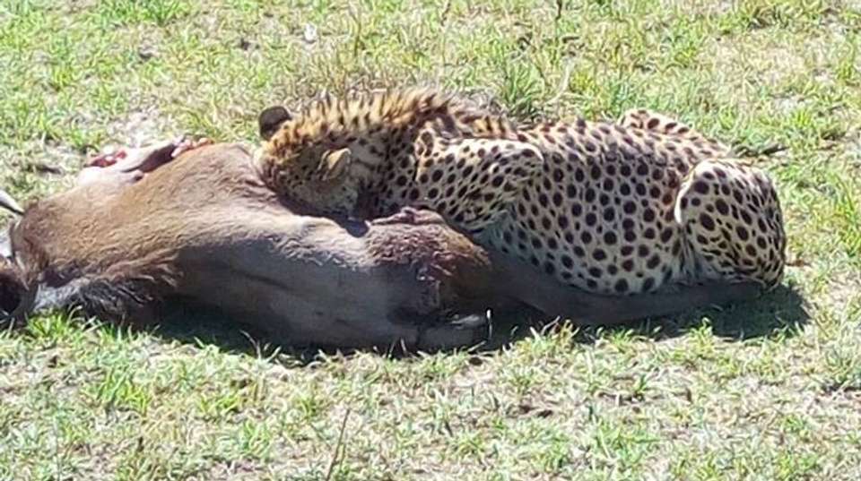 8 Days Kenya and Tanzania Classic Safari - undefined - Image 1