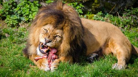 8 Days Kenya Hakuna Matata Safari - Winter Tours