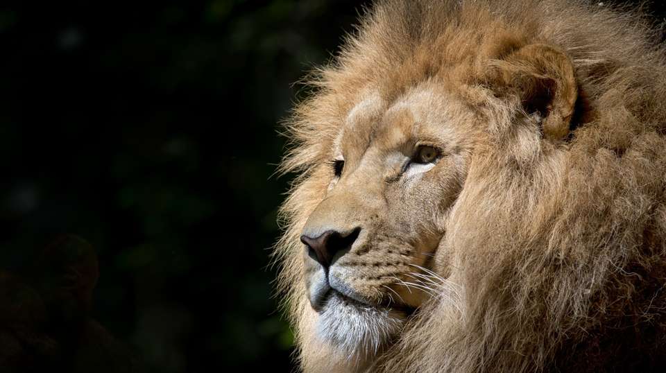 8 DAYS  KENYA HAKUNA MATATA SAFARI - Sir Michaels Tours And Safaris - Kenya - Image 2