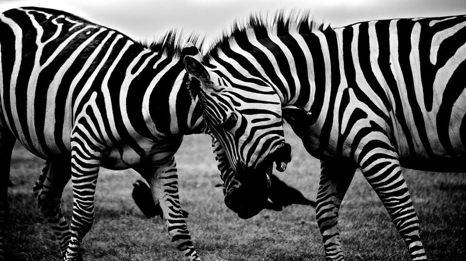 8 DAYS  KENYA HAKUNA MATATA SAFARI - Sir Michaels Tours And Safaris - Kenya - Image 3