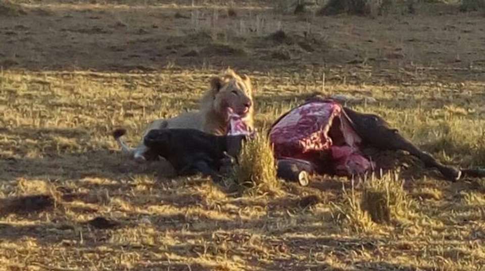 8 Days Magical Tanzania Safari - Safaribook - Tanzania - Image 3