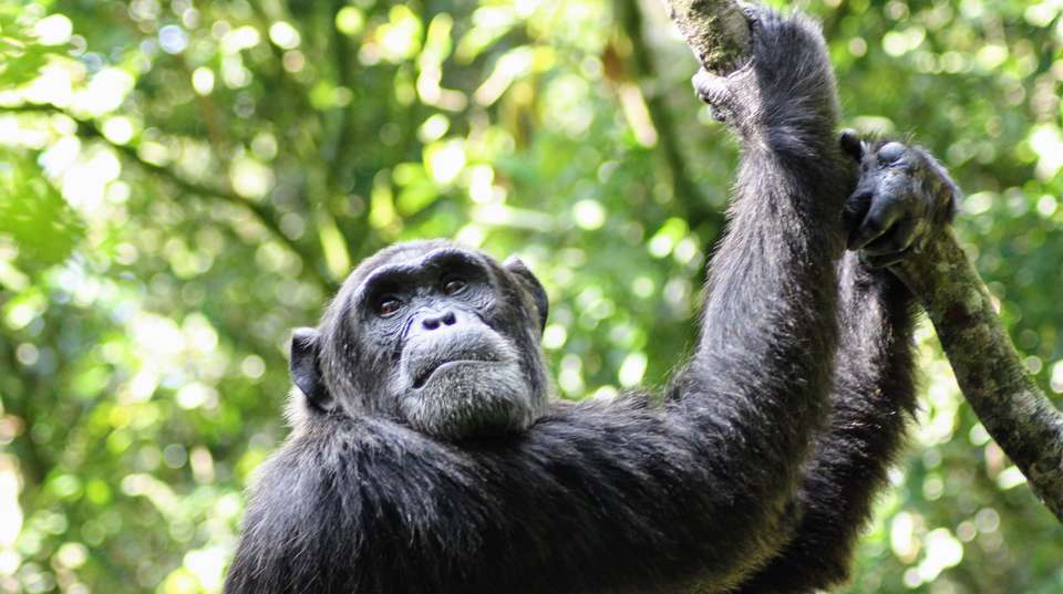 8 days Uganda Wildlife Holiday - Primate World Safaris (u) Ltd - Uganda - Image 2