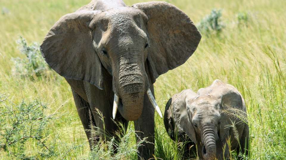 8 days Uganda Wildlife Holiday - Primate World Safaris (u) Ltd - Uganda - Image 3