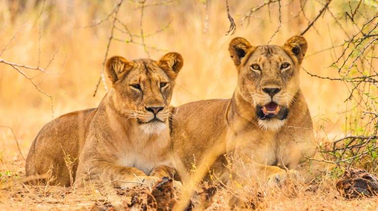 Uganda Tours for Young Adults: 8 days Uganda Wildlife Holiday