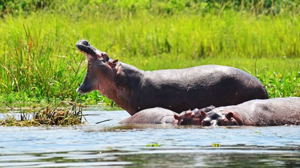 8 days Uganda Wildlife Holiday - Primate World Safaris (u) Ltd - Uganda - Image 6