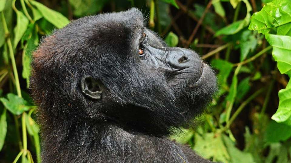 8 days Uganda Wildlife Holiday - Primate World Safaris (u) Ltd - Uganda - Image 7