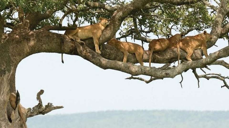 8-Day Best of Tanzania Wildlife Lodge Safari - Gracepatt Ecotours Kenya - Tanzania - Image 2