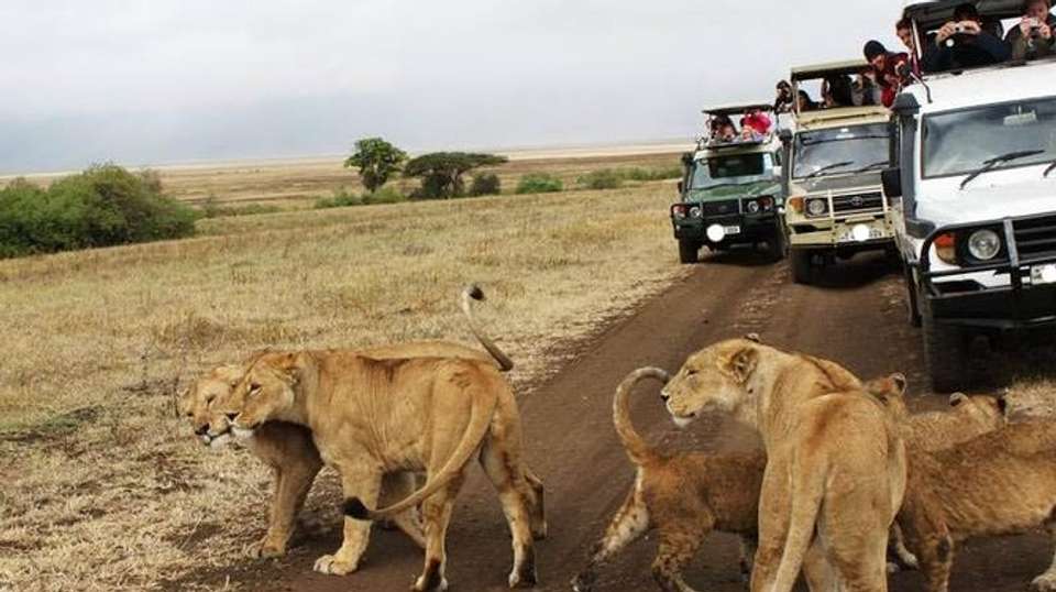 8-Day Best of Tanzania Wildlife Lodge Safari - Gracepatt Ecotours Kenya - Tanzania - Image 4