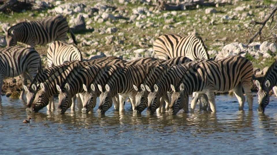 9 Day Etosha & Private Reserve Game Viewing Self-Drive - Chameleon Holidays - Namibia - Image 2
