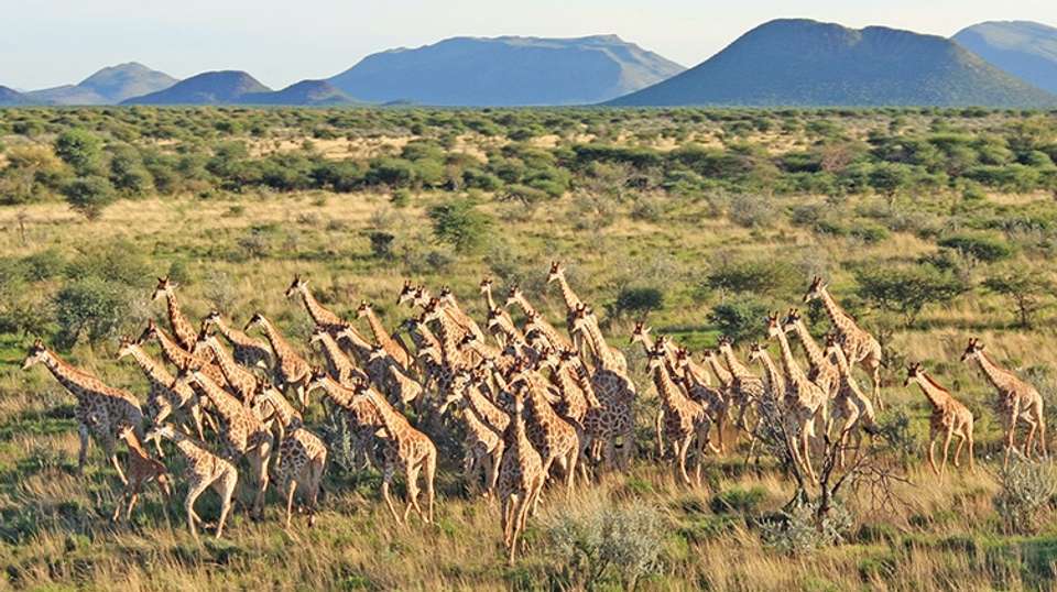 9 Day Etosha & Private Reserve Game Viewing Self-Drive - Chameleon Holidays - Namibia - Image 4