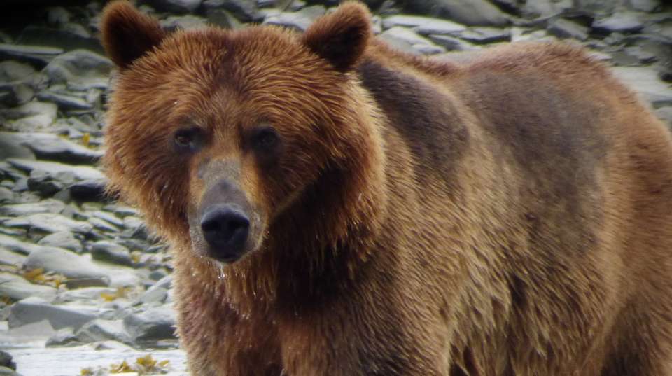 9-Day Kenai Alaska Adventure - Infinite Adventures - USA - Image 3