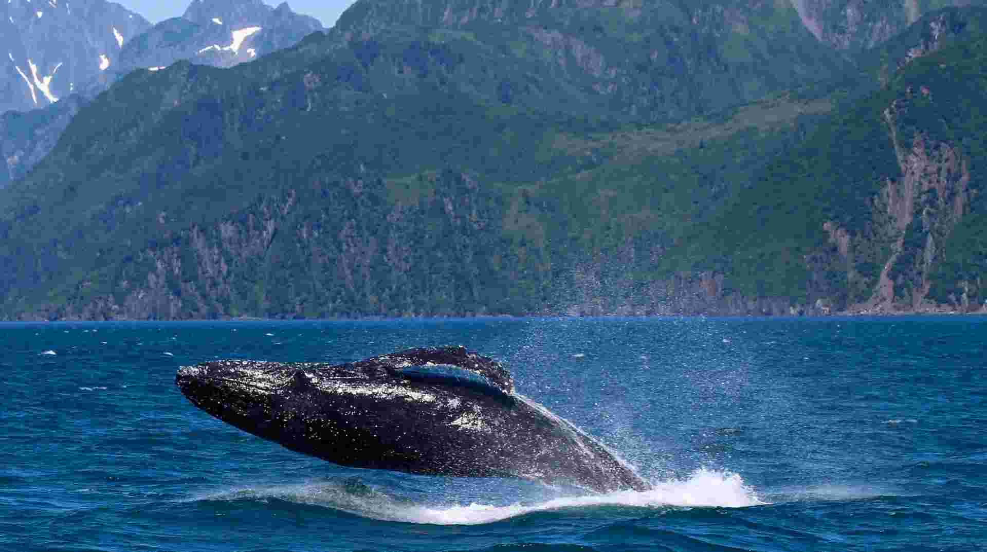 9-Day Kenai Alaska Adventure