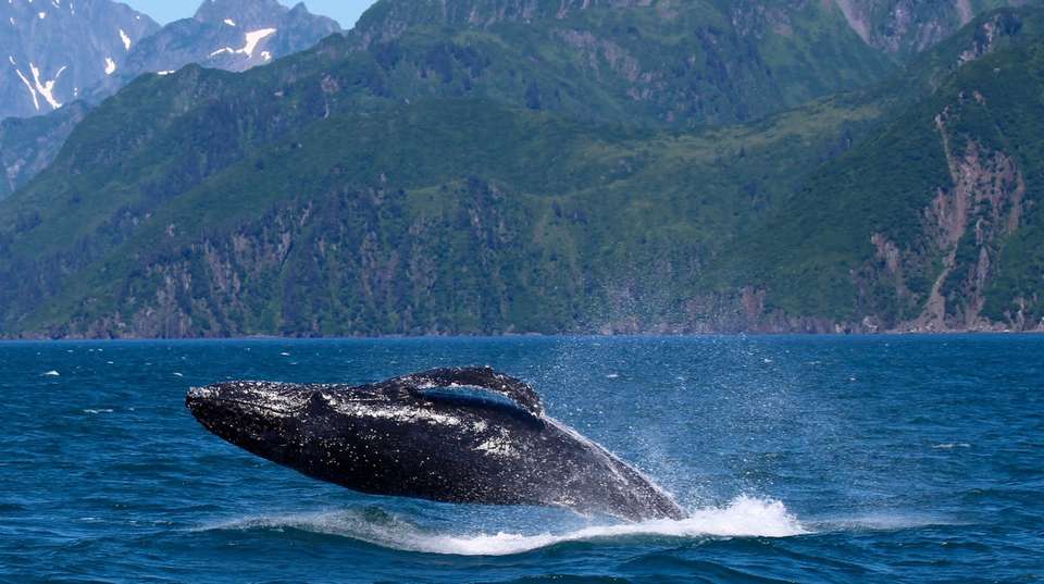 9-Day Kenai Alaska Adventure - Infinite Adventures - USA - Image 1