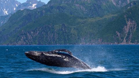 Camping Tour: 9-day Kenai Alaska Adventure