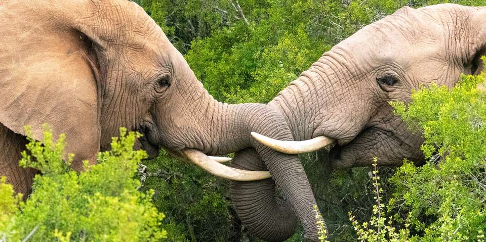 9-day Kruger, Matobo  Victoria Falls Accommodated - Acacia Africa - South Africa - Image 1