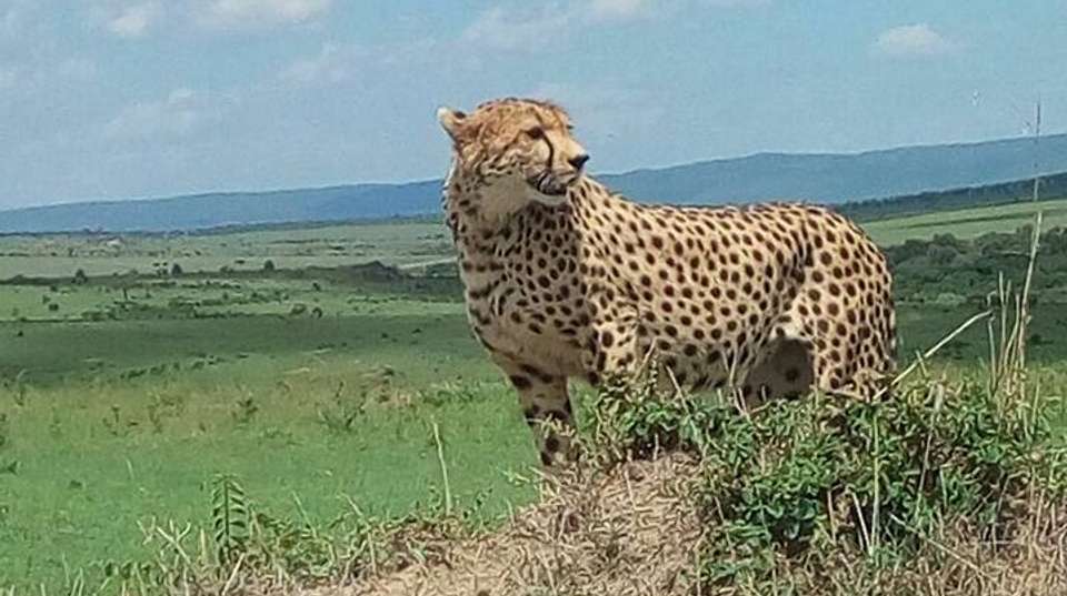 9-Day Tanzania Safari & Beach Holiday - Safaribook - Tanzania - Image 4