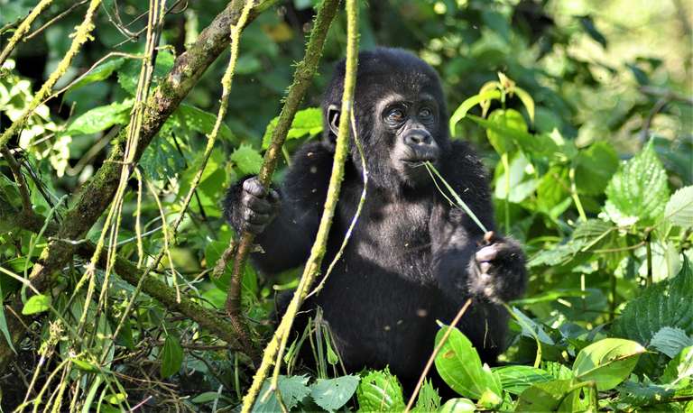 9-day Gorillas  Nile River Encounter Camping trip - alternative tour available