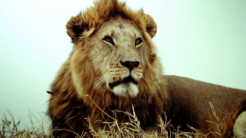 9 Days Classic Kenya & Tanzania Safari From Nairobi - Gracepatt Ecotours Kenya - Kenya