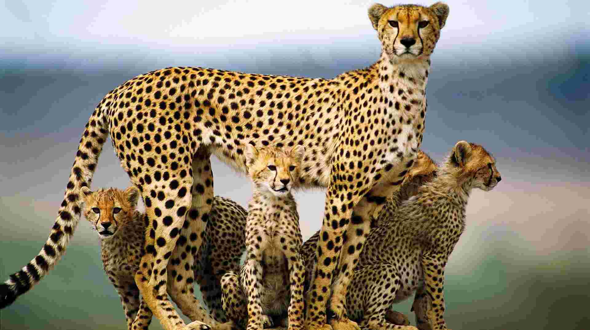 9 Days Classic Kenya & Tanzania Safari From Nairobi