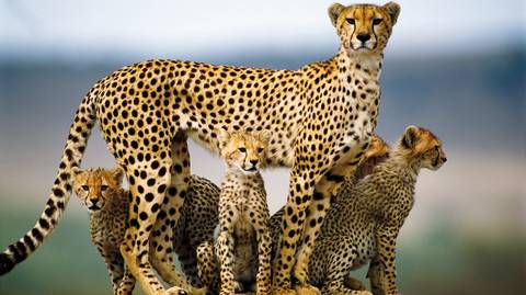 Africa Wildlife Safaris And Game Drives Tour: 9 Days Classic Kenya & Tanzania Safari From Nairobi