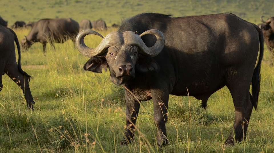 9 Days Classic Kenya & Tanzania Safari From Nairobi - Gracepatt Ecotours Kenya - Kenya