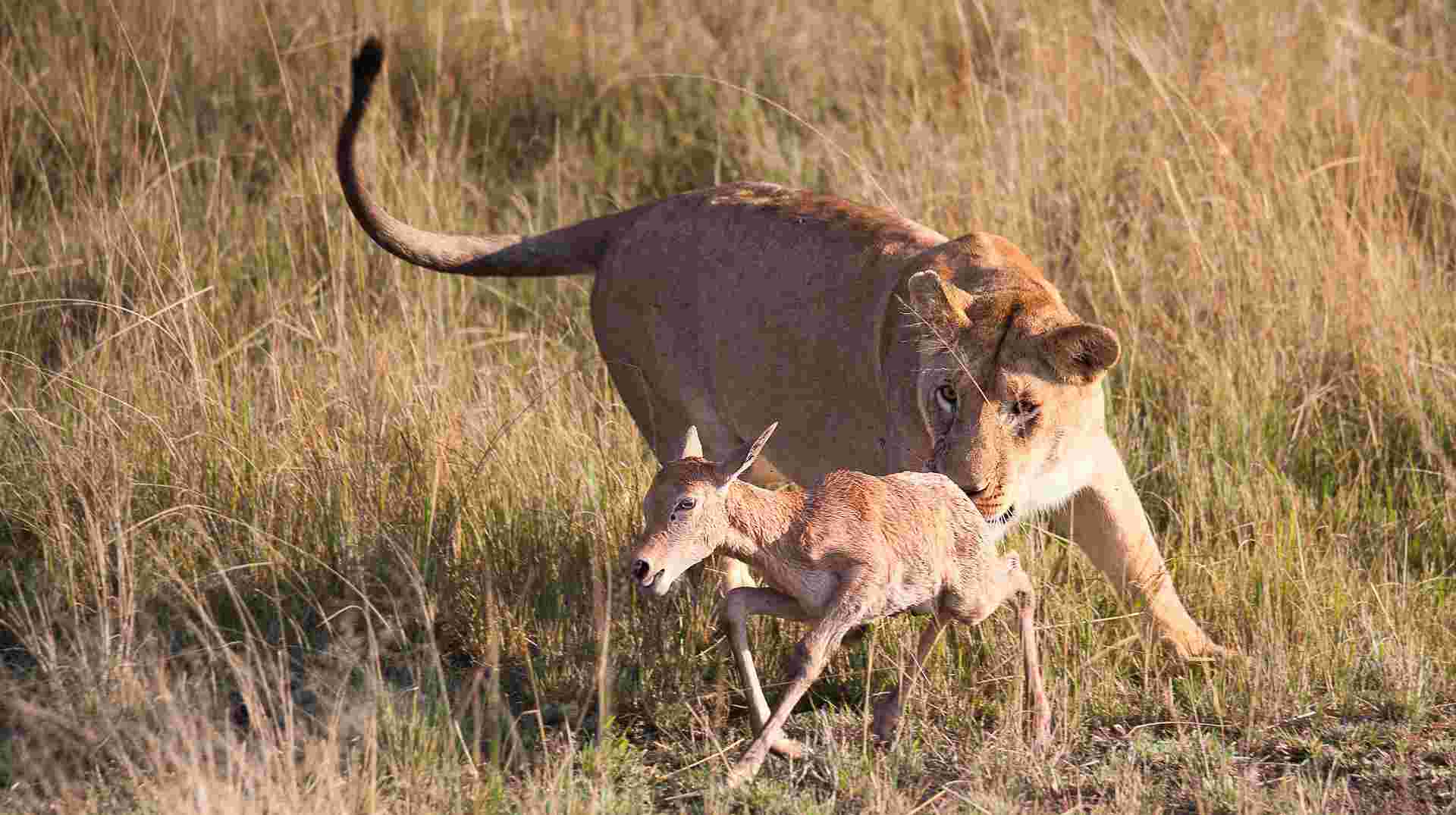 9 Days Masai Mara, Amboseli, Mombasa Safari