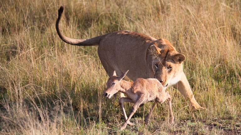 9 Days Masai Mara, Amboseli, Mombasa Safari - 9 days