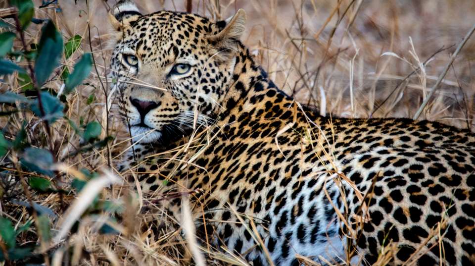 9 Days Masai Mara, Amboseli, Mombasa Safari - Sir Michaels Tours And Safaris - Kenya - Image 2