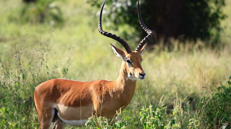 9 Days Masai Mara, Amboseli, Mombasa Safari - Sir Michaels Tours And Safaris - Kenya - Image 3