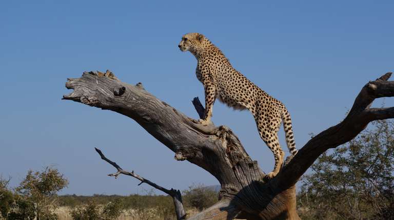 9 Days Samburu, Nakuru, Masai Mara,Amboseli - 9 days