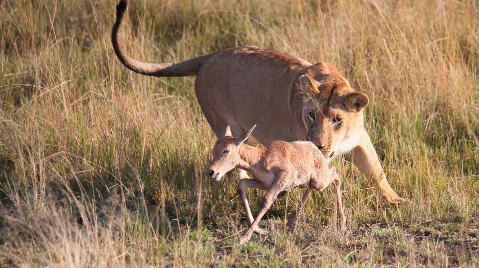 9 Days Samburu, Nakuru, Masai Mara,Amboseli - Sir Michaels Tours And Safaris - Kenya - Image 5