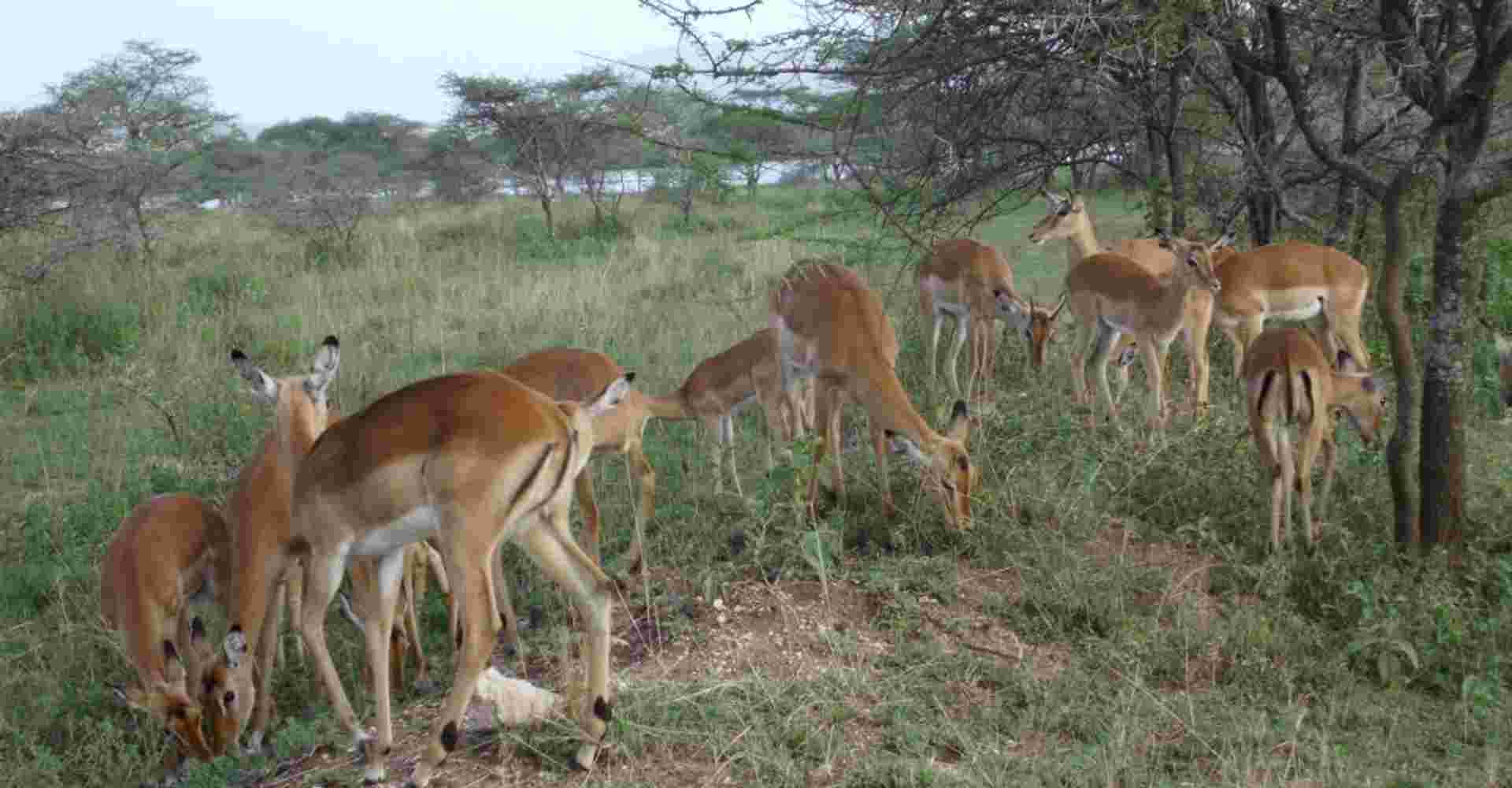 9-Days Ultimate Tanzania North Circuit Safari