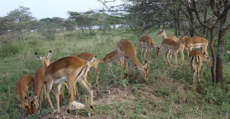 9-Days Ultimate Tanzania North Circuit Safari trip - alternative tour available