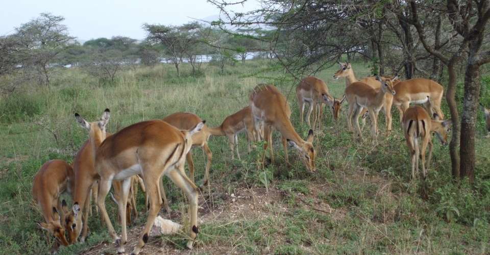 9-Days Ultimate Tanzania North Circuit Safari - World Air Travel And Tours - Tanzania - Image 1