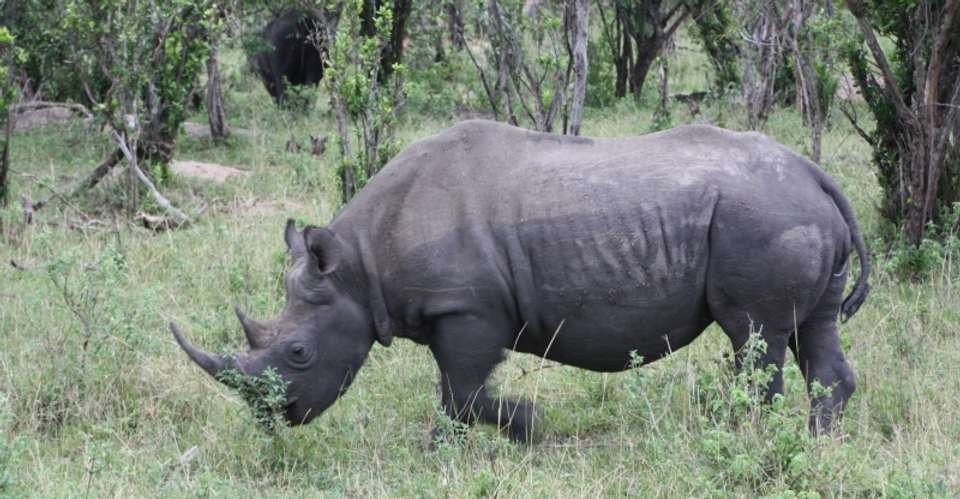 9-Days Ultimate Tanzania North Circuit Safari - World Air Travel And Tours - Tanzania - Image 2
